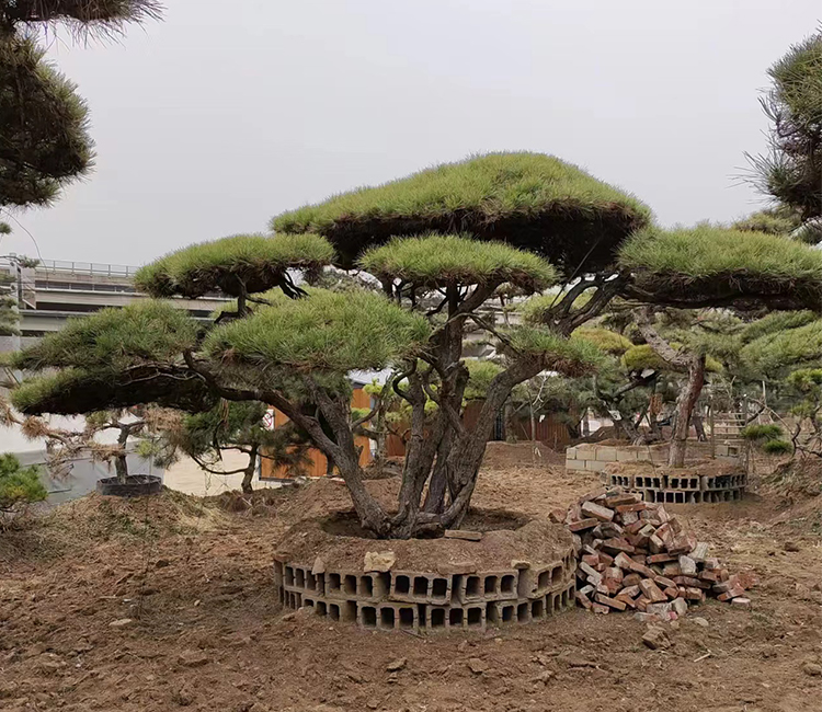 造型油松 景观松 南北方均可种植