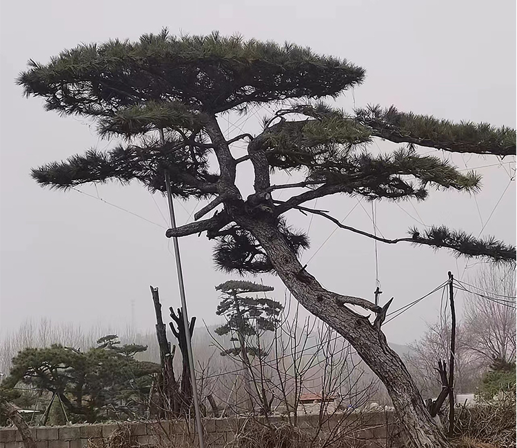 造型黑松 景观松 基地多种规格可选