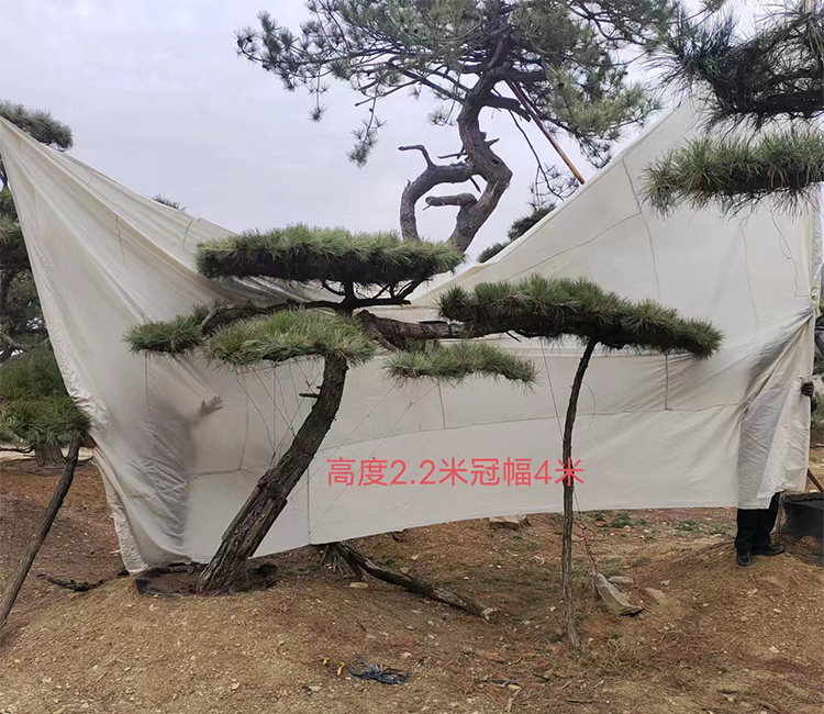 高度2.2米冠幅4米造型松 基地现挖现发