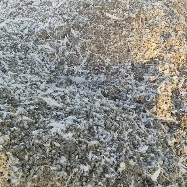 鸽子粪 适合土壤改良
