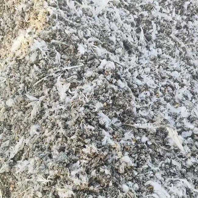 鸽子粪 肥效持久