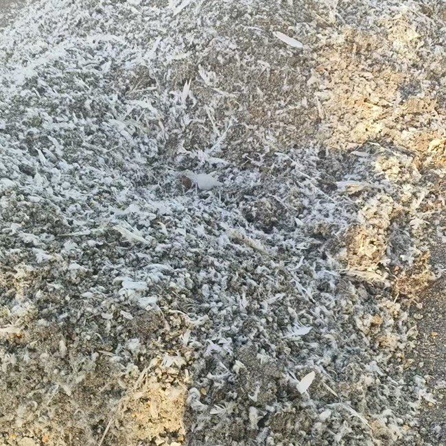 鸽子粪 适合土壤改良 现货速发