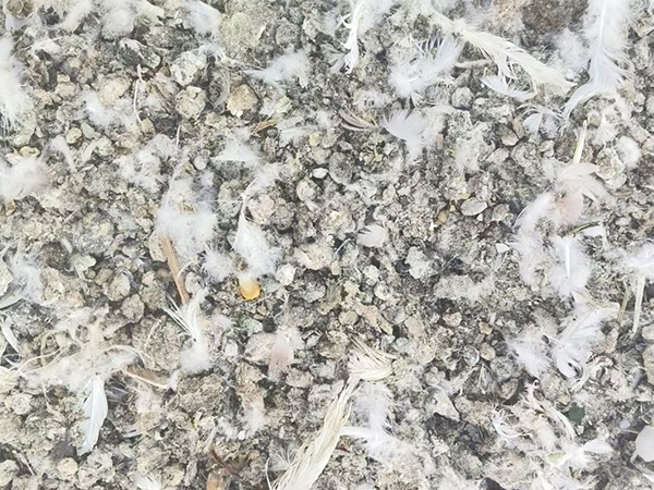 鸽子粪 蚯蚓粪 现货速发