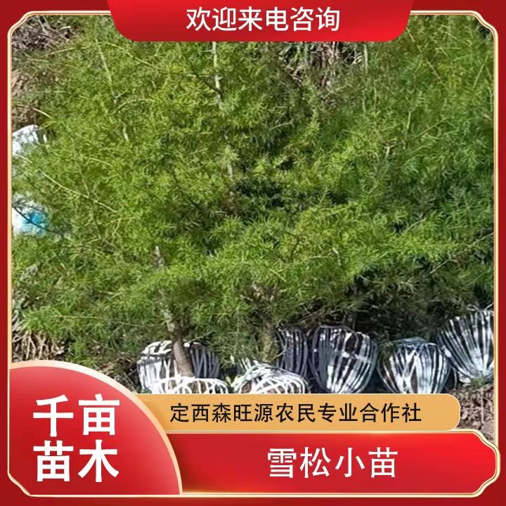 雪松小苗