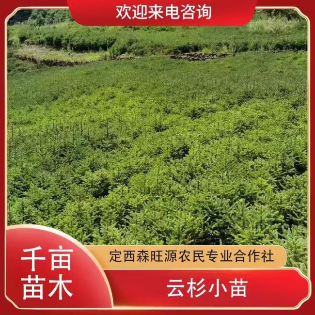 云杉小苗