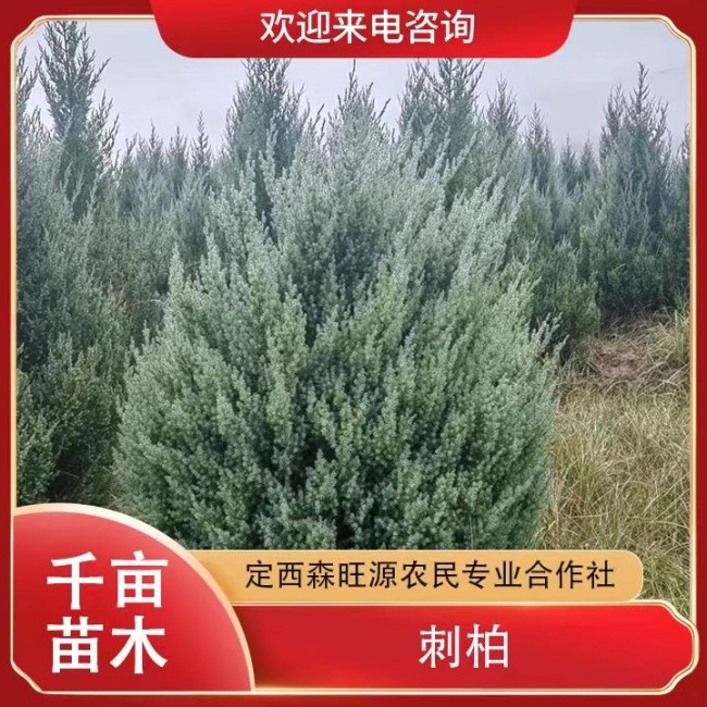 刺柏