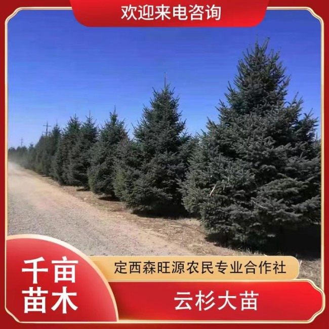 云杉大苗