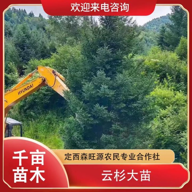 云杉大苗