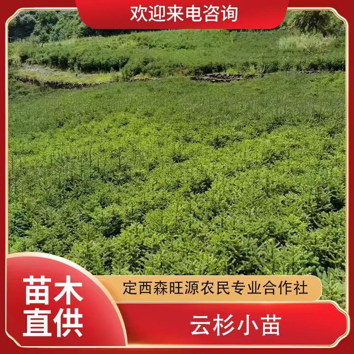 云杉小苗