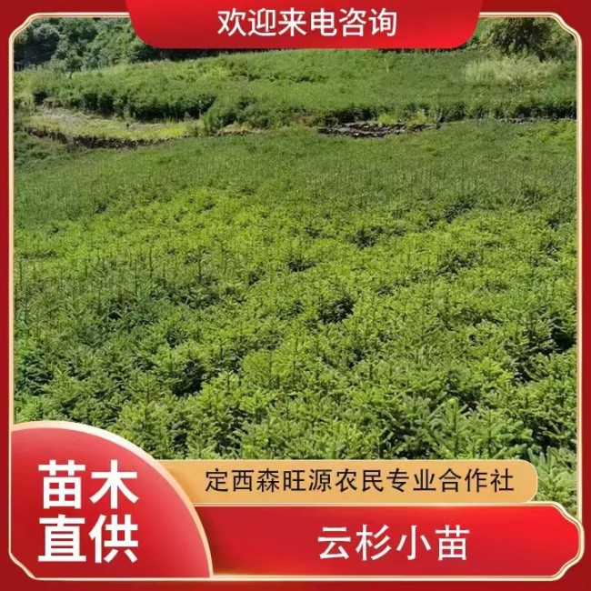 云杉小苗