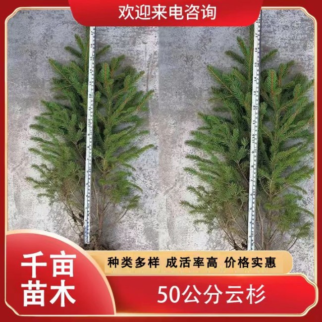 50公分云杉