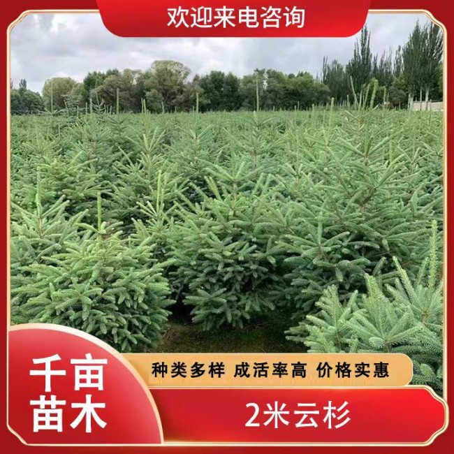 2米云杉