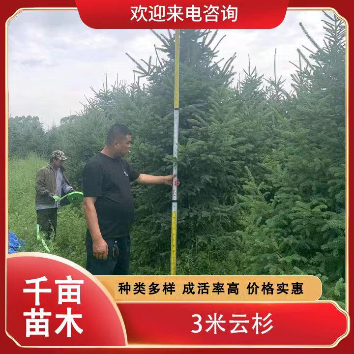 3米云杉