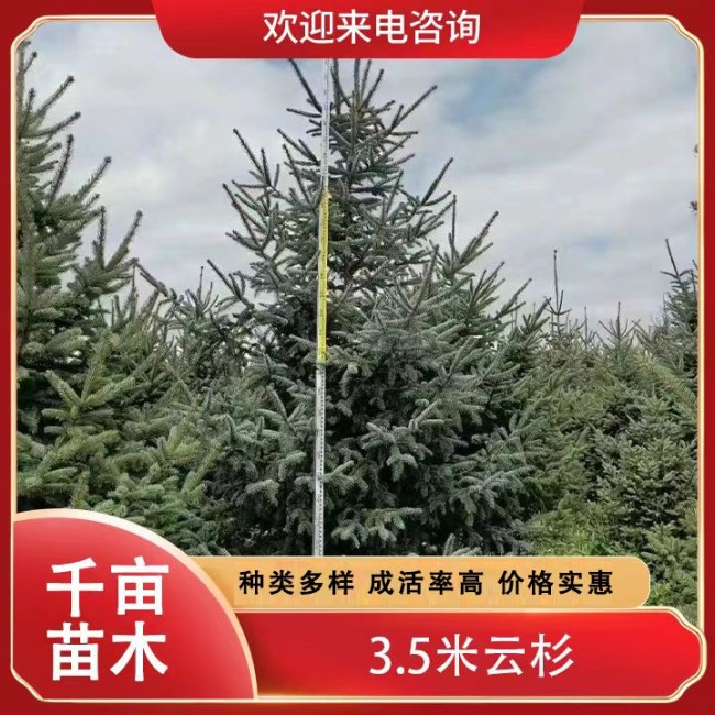3.5米云杉