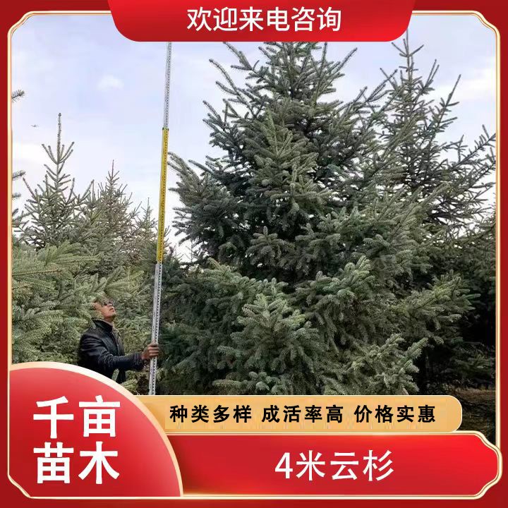 4米云杉