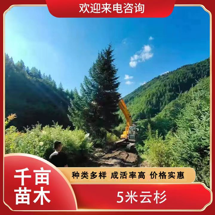 5米云杉