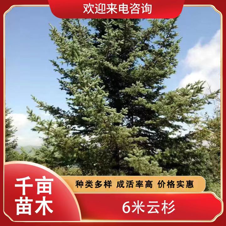 6米云杉
