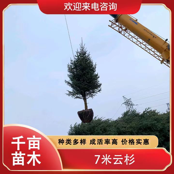 7米云杉