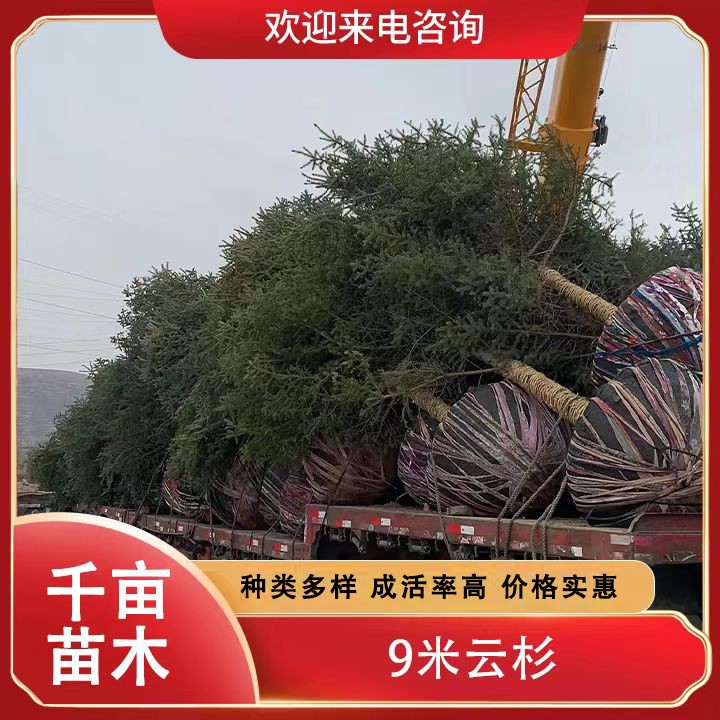 9米云杉